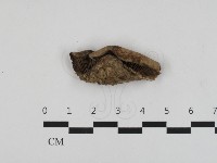 藏品()的圖片