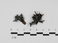 藏品(銀耳屬)的圖片