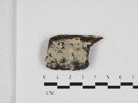 藏品(剛毛絲皮菌)的圖片