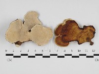 藏品(相鄰小孔菌)的圖片