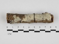 藏品(剛毛絲皮菌)的圖片