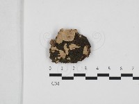 藏品(刺皮菌屬)的圖片