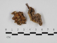 藏品(硬孔菌屬)的圖片