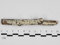 藏品(絲齒菌屬)的圖片