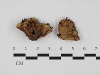 藏品(韌革菌屬)的圖片