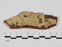 藏品(齒耳菌屬)的圖片