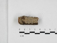 藏品(顯絲菌屬)的圖片