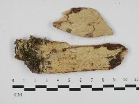 藏品(齒耳菌屬)的圖片