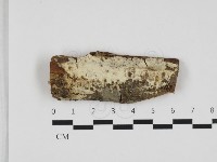 藏品(剛毛絲皮菌)的圖片