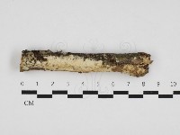 藏品(擬筍殼菌屬)的圖片