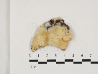 藏品()的圖片