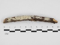 藏品(絲齒菌屬)的圖片