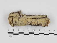 藏品(絲齒菌屬)的圖片