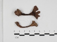 藏品(肉齒菌屬)的圖片