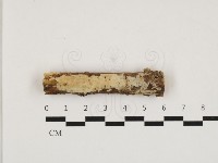 藏品(絲齒菌屬)的圖片