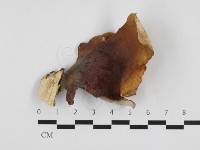 藏品(多孔菌屬)的圖片