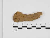 藏品(顯絲菌屬)的圖片