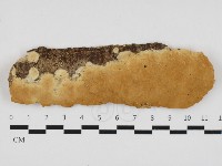 藏品(多年臥孔菌屬)的圖片