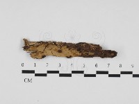 藏品(叉絲革菌屬)的圖片