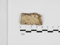 藏品(射脈菌屬)的圖片