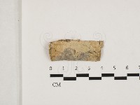 藏品(射脈菌屬)的圖片