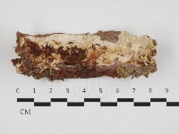 藏品(多年臥孔菌屬)的圖片