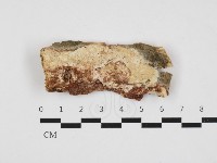 藏品(多年臥孔菌屬)的圖片