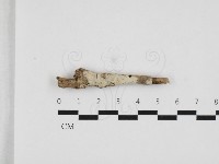 藏品(擬筍殼菌屬)的圖片