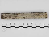 藏品(剛毛絲皮菌)的圖片