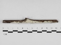 藏品(絲皮菌屬)的圖片