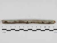 藏品(剛毛絲皮菌)的圖片