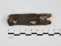 藏品(骨皮菌屬)的圖片