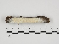 藏品(革墊菌屬)的圖片