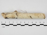藏品(革墊菌屬)的圖片