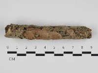 藏品(刺皮菌屬)的圖片