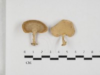 藏品(小孔菌屬)的圖片