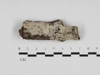 藏品(剛毛絲皮菌)的圖片