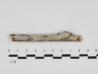 藏品(絲皮菌屬)的圖片