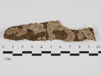 藏品(韌革菌屬)的圖片