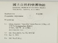 藏品(多孔菌屬)的圖片