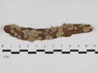 藏品(韌革菌屬)的圖片