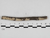 藏品(筍殼菌屬)的圖片