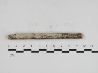 藏品(木齒菌屬)的圖片