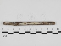 藏品(顯絲菌屬)的圖片