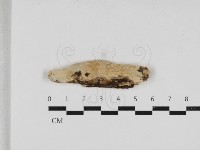 藏品(齒耳菌屬)的圖片