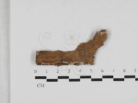 藏品(附毛菌屬)的圖片