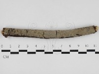 藏品(串擔革菌屬)的圖片