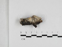 藏品(蠟孔菌屬)的圖片