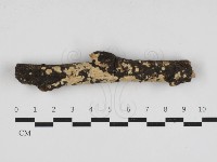 藏品(齒耳菌屬)的圖片