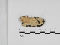 藏品(絲齒菌屬)的圖片